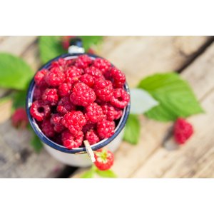  Malina červená, remontantná  (Rubus idaeus) ´MEEKER´ výška: 20-30 cm, kont. C1L